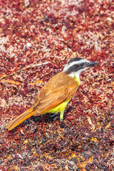 Great Kiskadee yellow bird birds eating sargazo on beach Mexico.
