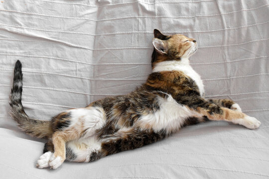 Calico Cat Sleeping Upside Down On The Sofa At Home. Happy Tabby Cat Relaxing In A House. Flat Lay Top View Photo.