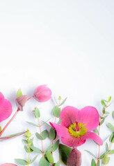 Blurred photo of a flower hellebore on a white background. Spring flowers concept.