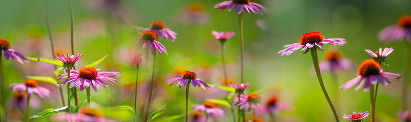 Obraz premium The Echinacea - coneflower close up in the garden