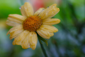 Gelbe Margerite Coleostephus myconis im Regen nass