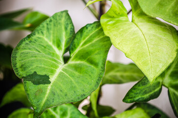 close-up on home plant