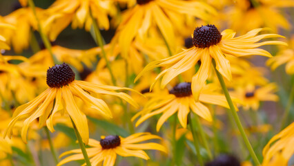Beet mit Sonnenhut Rudbeckia fulgida sullivantii