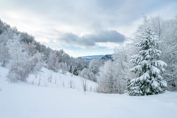 Fototapeta na wymiar Winter mountains landscape of Carpathians hill and christmas tree snow covered