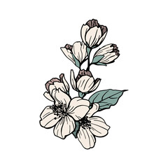 Hand drawn jasmine isolated on white background. Wedding concept. Vector illustration EPS10.