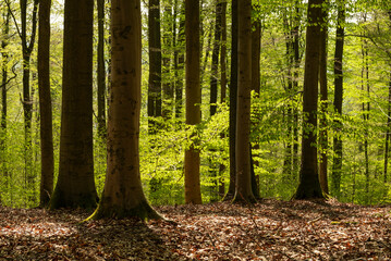 Springtime beech forest in beautiful light, Teutoburg Forest, Germany - obrazy, fototapety, plakaty