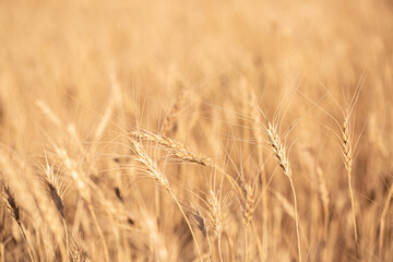 Wheat field on a sunny day. Grain farming, ears of wheat close-up. Agriculture, growing food products.