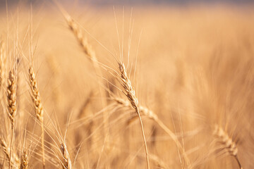 Wheat field on a sunny day. Grain farming, ears of wheat close-up. Agriculture, growing food products.