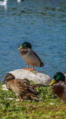 Pato común de cabeza verde  Pato de Collar tienen la cabeza de color verde oscuro iridiscente y un pico amarillo brillante. Su cuerpo gris está entre su pecho café y rabadilla negra. Las hembras y los