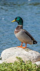 Pato común de cabeza verde  Pato de Collar tienen la cabeza de color verde oscuro iridiscente y un pico amarillo brillante. Su cuerpo gris está entre su pecho café y rabadilla negra. Las hembras y los