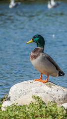 Pato común de cabeza verde  Pato de Collar tienen la cabeza de color verde oscuro iridiscente y un pico amarillo brillante. Su cuerpo gris está entre su pecho café y rabadilla negra. Las hembras y los