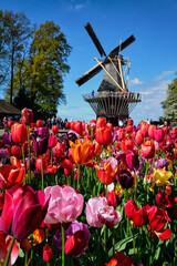 Blooming tulips flowerbed and windmill in Keukenhof flower garden