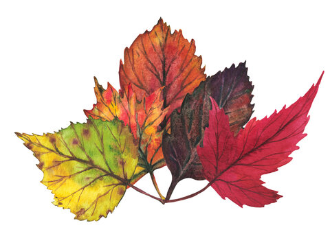 Set of colorful autumn leaves. Watercolor illustration.