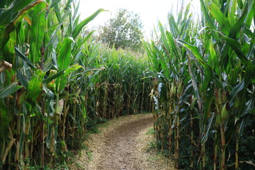 Curve on the corn maze path