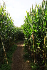 Fototapeta premium Wandering in a corn maze 