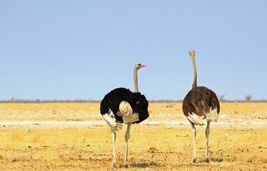 Male and Female Ostrich standing side by side on the open African Plains with a pale blue bright blue sky. Etosha National Park, Namibia