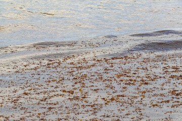 Very disgusting beach water with red seaweed sargazo Caribbean Mexico.