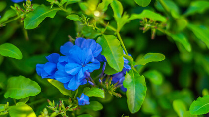 Plumbago auriculata conocida también como celestina o jazmín azul es otra planta de floración...