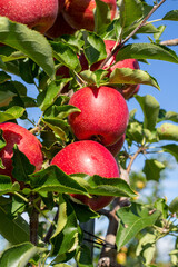 Crisp red apples on a tree 