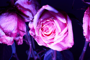 Close up of withered roses flowers in purple neon light