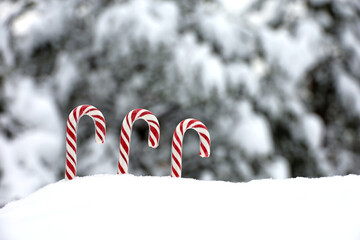 Christmas candy canes on the snow in winter forest. Background for New Year celebration, cold...