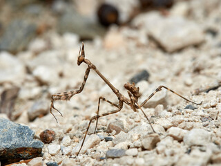 Med Conehead Mantid. Empusa pennata. 