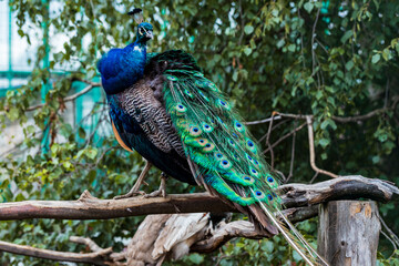 Beautiful blue peacock in the zoo