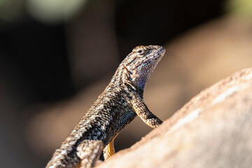 Fence lizard on sandstone rock at Santa Susana Pass State Historic Park in Chatsworth, California.
