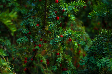 Branch Yew berry. Taxus baccata Fastigiata Robusta. Evergreen shrub. Conifer tree