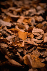 trail of dry leaves. Autumn view. Autumn bedding