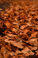 trail of dry leaves. Autumn view. Autumn bedding