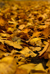 trail of dry leaves. Autumn view. Autumn bedding
