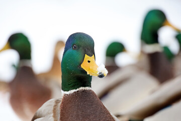Mallard ducks on the snow. Portrait of male wild duck in winter season