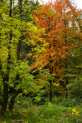 colorful trees on an autumn day. Autumn background. Season of the year autumn