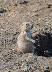 prairie dog on the ground