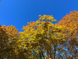 Autumn yellow trees in the blue sky, golden fall, natural colors