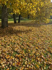 Autumn falling leaves on the ground, yellow and red dry leaves, natural background