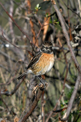 Schwarzkehlchen // European stonechat (Saxicola rubicola) - immatures Männchen // immature male
