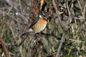 European stonechat // Schwarzkehlchen (Saxicola rubicola) - immature male // immatures Männchen