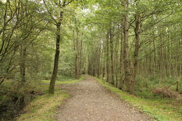 Obraz premium a hiking path in a fresh green forest with long trees in autumn