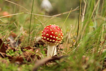 a cute little red mushroom with a green background closeup in a sunny forest in fall