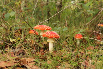 beautiful red fungi between green leaves and grass in a forest in autumn