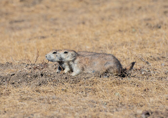 Fototapeta premium prairie dog in the grass