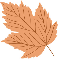 Obraz premium Maple leaf isolated on white background. Autumn maple tree leaf for the design of greeting cards, holiday banners, and posters