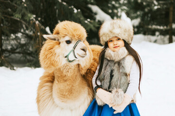 cute beautiful asian girl in fashion stylish winter clothes fur coat and fur hat walking and hugging with llama alpaca pet in snowy pine forest, winter spirit and having fun