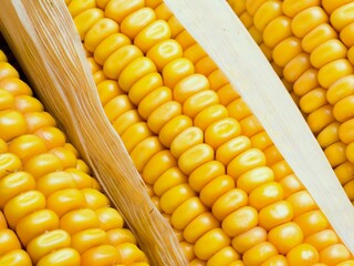 Mature ears of maize with rows of kernels and husks, close up