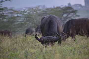 Buffalo eating grass