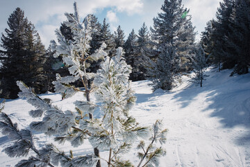 Winter landscape in Bansko, Bulgaria. Pine trees covered with frost on a sunny frosty day