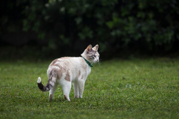 Detail of mature white cat in the middle of the garden with grass and green bushes.