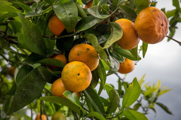 Detail of oranges on the fruit tree with green leaves. It represents years of good organic fruit production.